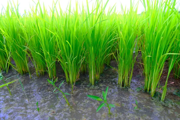 Νέοι Βλαστοί Ρυζιού Έτοιμοι Αναπτυχθούν Στον Τομέα Του Ρυζιού — Φωτογραφία Αρχείου
