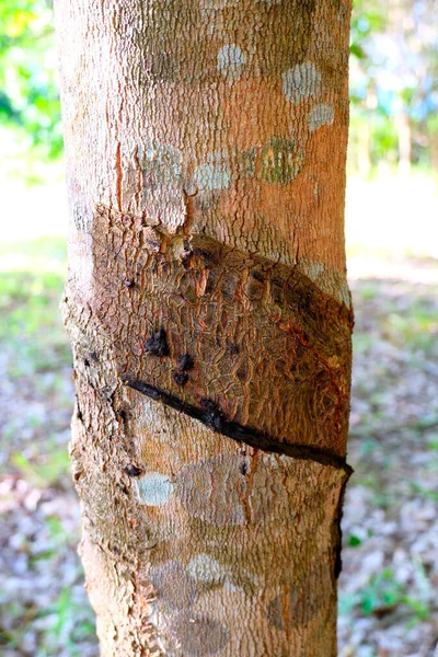 Rubber trees (Hevea brasiliensis) with old bark, which using knife cut at the outer surface of the trunk. were made to bleed the sap,  produces latex  like milk. Conducted into gloves, condoms, tires.