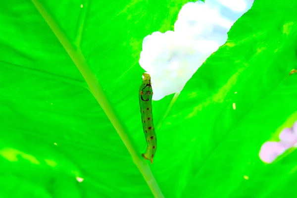 葉の背景に緑色の毛虫動物の眼の顔を選択フォーカス 頭の下に口で野菜の葉を食べる毛虫 — ストック写真