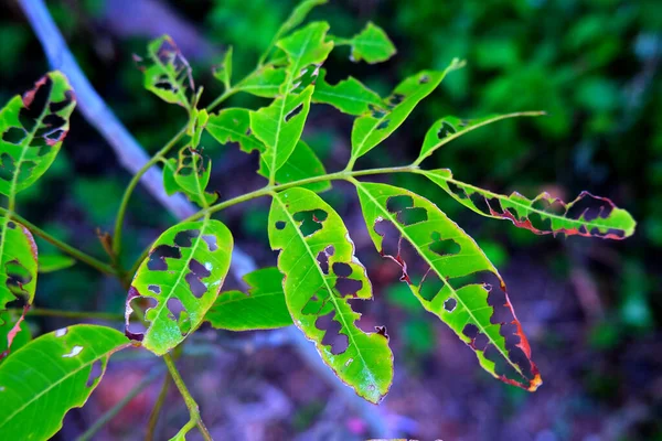 長い木の多孔質の葉の素晴らしいパターン 幼虫や虫刺されのために — ストック写真