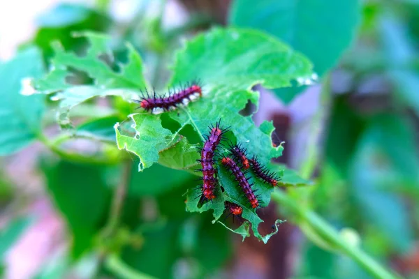 Raupen Der Tawny Caster Acraea Violae Auf Grünem Blatt Und — Stockfoto