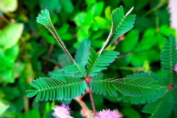 Folding Response Sleeping Nyctinastic Movement Compound Leaf Touch Mimosa Pudica — Stock Photo, Image