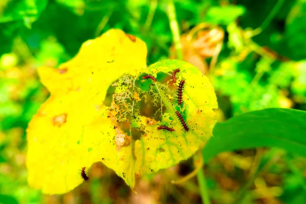Raupen Der Tawny Caster Acraea Violae Auf Gelbem Blatt Und — Stockfoto