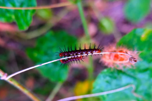 乾いた小枝にタウニー キャスター Acraea Violae の毛虫 体は赤褐色で円筒形をしています 黒い棘が小さな葉に分かれています — ストック写真