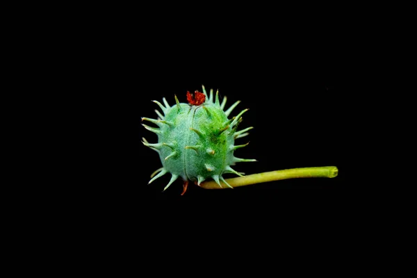 The fruit of Ricinus communis, the castor bean, castor oil plant is a spiny, greenish (to reddish-purple) capsule containing large, oval, shiny, bean-like.