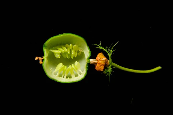 フィードパッションフラワー Passiflora Com Fetida またはスカーレットフルーツ 野生のマラクーヤ 野生の水レモンのフルーツXセクション 楕円形の配置 楕円形の内側の壁に展開します — ストック写真