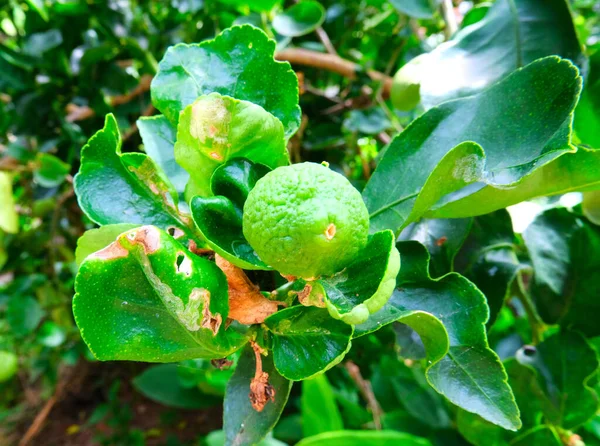 Diseases Lime Citrus Leafminer Phyllocnistis Citrella Stainton Leaf Mine Citrus — Stock Photo, Image