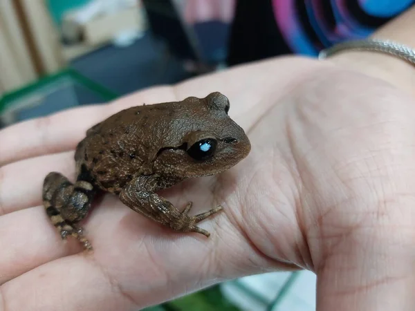 Person Hands Holding Small Amphibian Brown Frog Selctive Focus Shallow — Fotografia de Stock
