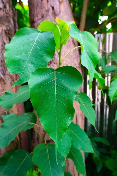 Simple green leaf of Sacred Fig Tree also call Pipal Tree, Bohhi Tree, Bo Tree, Peepul (Ficus religiosa L.) with pinnately netted venation. Leaf Apex is caudate.