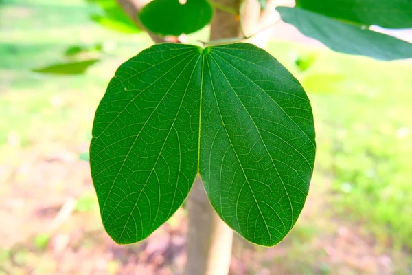 パネラの枝にある緑色の蝶形の葉やバウーン名のインシニア パープリア 別名ランの木 紫色のバウヒニア 蝶の木 ハワイのランの木 — ストック写真