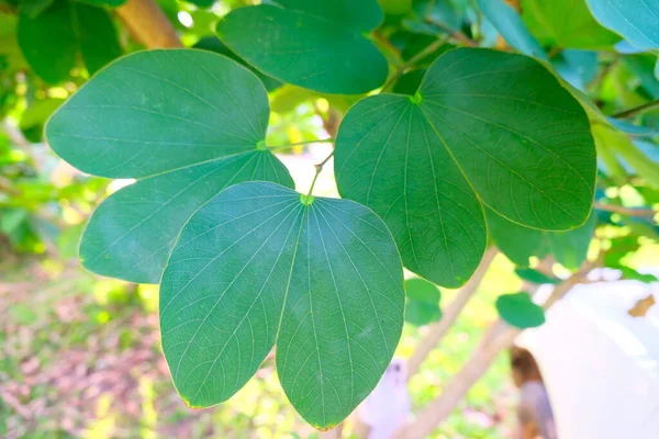 パネラの枝にある緑色の蝶形の葉やバウーン名のインシニア パープリア 別名ランの木 紫色のバウヒニア 蝶の木 ハワイのランの木 — ストック写真