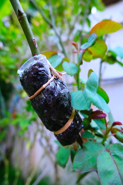 Grafting of rose tree branch, plant cultivation method