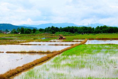 Pirinç tarlasında çiftçi sürücü traktörü tarlada tarım makinelerinde kullanılır çeltik tarımı ve tarım sahnesinde kullanılır. Tayland çiftçisinin pirinç yetiştirme mekanizması 