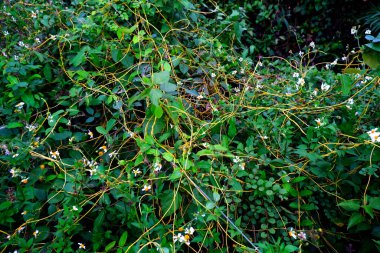 Çalı üzerinde Cuscuta, Dodder veya Amarbel, bir karantina bitkisi, bir parazit. Bahçedeki tehlikeli ot, tarımın baş belası..