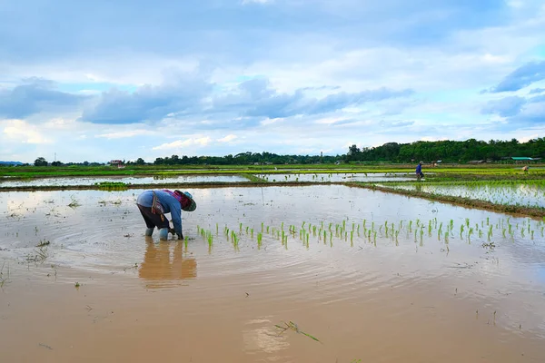 Nan Thailand Junho 2022 Thai Agricultor Transplantar Mudas Arroz Nesta — Fotografia de Stock