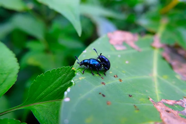 Chrysolina Coerulans Blue Mint Beetle Blue Mint Leaf Beetle Black — Stockfoto