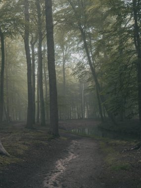 Baharın başında kasvetli ormanı rahatlatıyor.