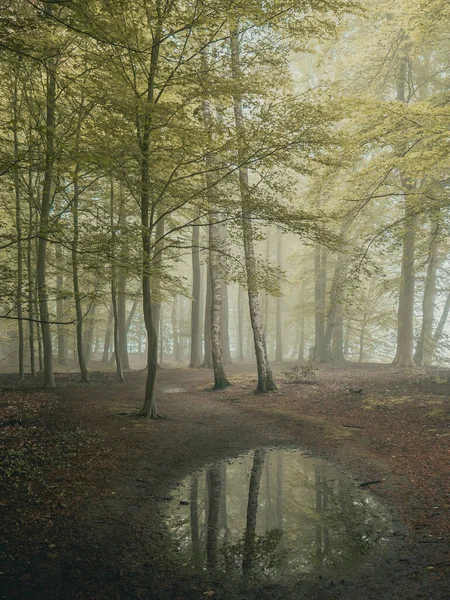 fairy tail forest in early spring