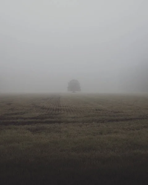 Самотнє Дерево Посеред Поля — стокове фото