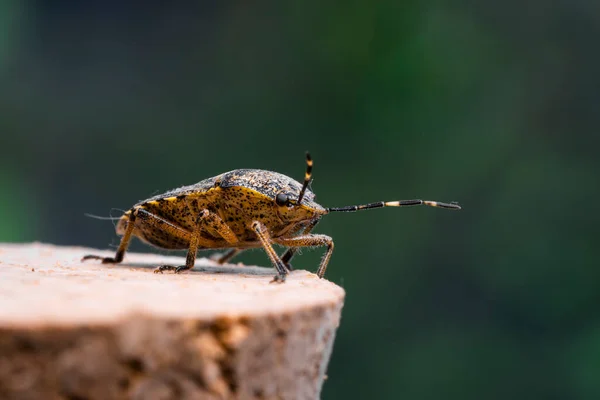 Beau Macro Insecte Dans Forêt — Photo