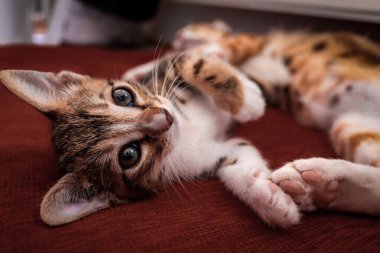 Kırmızı arka planda annesiyle uzanmış kameraya bakan mavi gözlü kedi yavrusu.