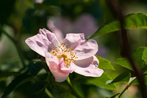 Piękne Botaniczne Ujęcie Naturalna Tapeta — Zdjęcie stockowe