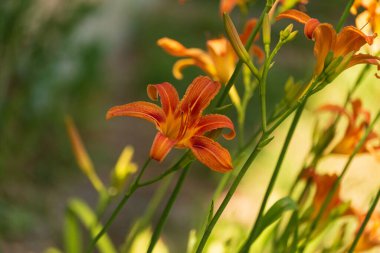 Bahçedeki güzel sarı çiçek