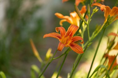 Bahçedeki güzel sarı çiçek