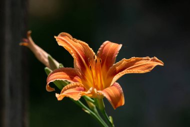 Güzel botanik fotoğrafı, doğal duvar kağıdı.