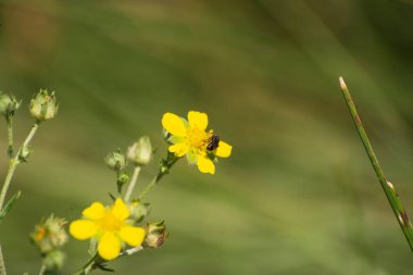 Sarı çiçek ilkbaharda çayırda