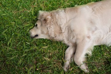 Köpek otların üzerinde ürer.