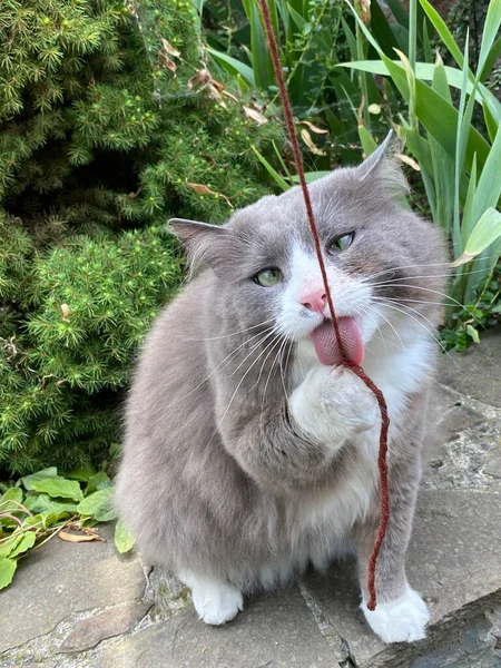 灰色の猫はその舌で糸を舐めている — ストック写真