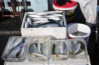 Balıkçılarda satılık balık Türkiye 'yi iyi yakaladı 