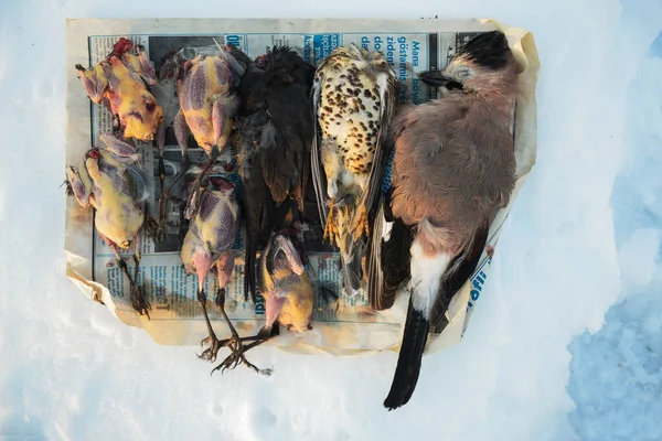 Lov Ptáků Zimě Vesnici Georgia — Stock fotografie