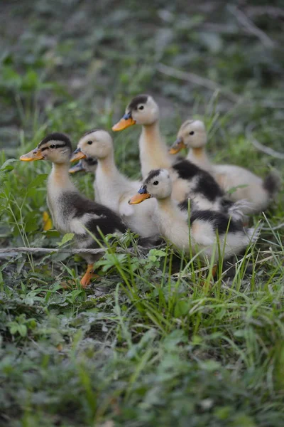 Duck His Little Ducklings Village Lake — ストック写真