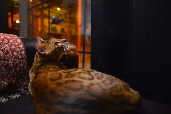 Кіт Леопардовим Забарвленням Рідкісна Порода Кішок Леопард — стокове фото