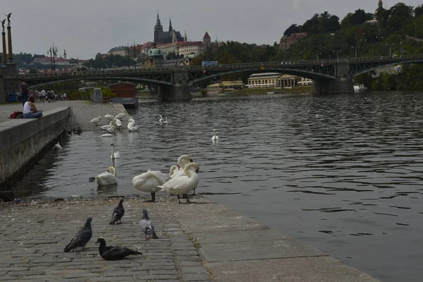 Prague Cancer City Center Swans Birds Basking Sun Canal — Stockfoto