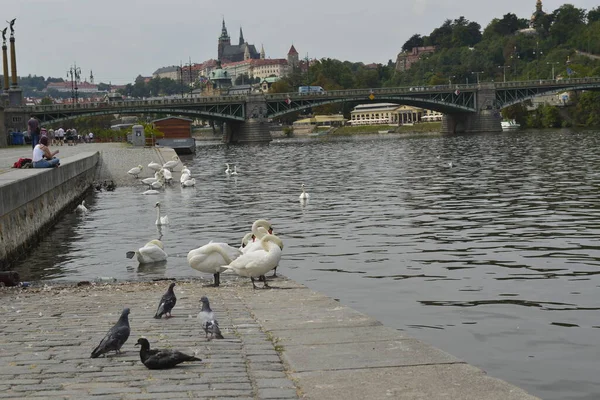 Summer in Praga central river with floating birds swans