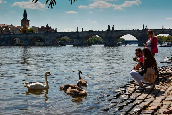 Summer Praga Central River Floating Birds Swans — Stok fotoğraf