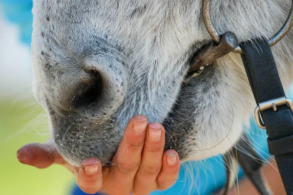Feeding a horse from his hand