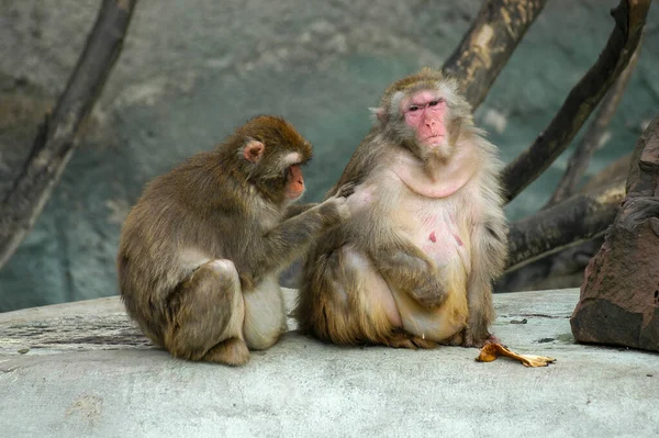 Female Male Monkey Love — Foto de Stock