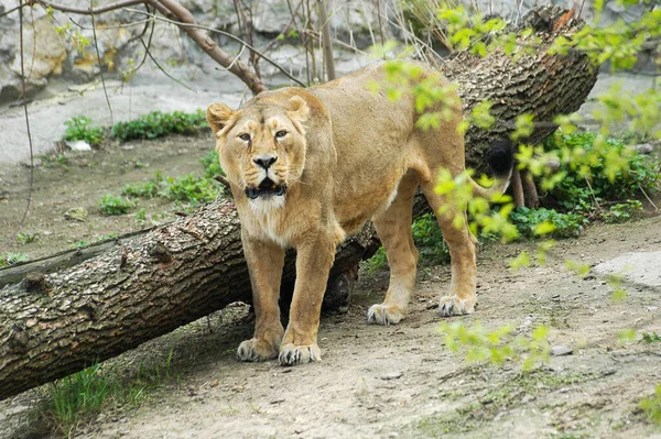 Lioness Hid Hunt — Stockfoto