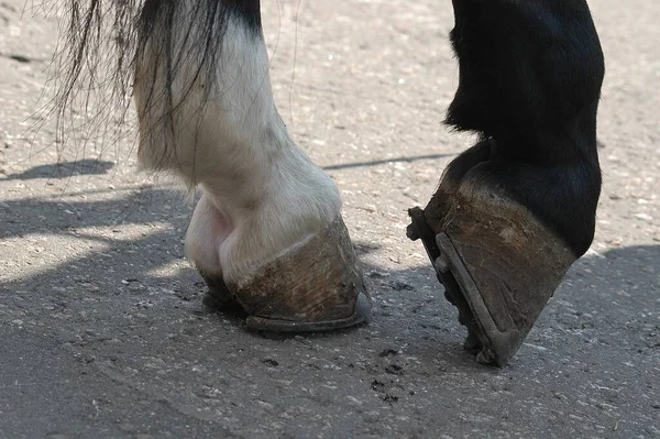 Horse hooves with a horseshoe posing