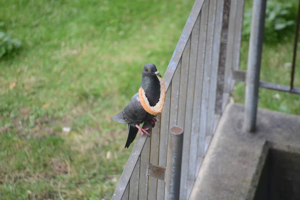 Pigeon Tries Take Big Piece Bread — Zdjęcie stockowe