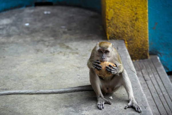 Holy Place Buddha Malaysia Top Mountain Cave Wild Monkeys Live — Fotografia de Stock