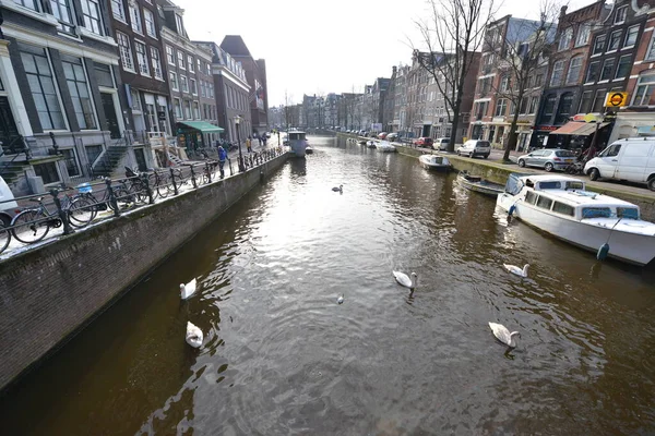 Winter Amsterdam Central River Floating Birds Swans — Zdjęcie stockowe
