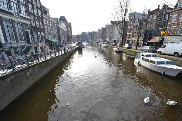 Winter Amsterdam Central River Floating Birds Swans — Zdjęcie stockowe