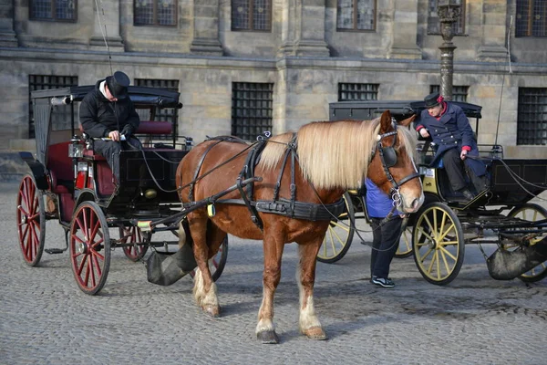 Central Square Amsterdam Pigeons Carriages Horses — Fotografia de Stock