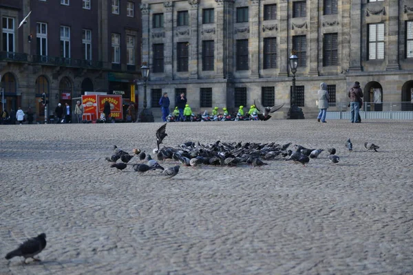 Hungry Pigeons Feeding Hands — Stock Fotó