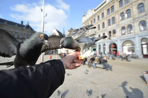 Hungry Pigeons Feeding Hands — Stock Photo, Image